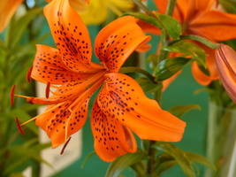 Foto: Dr. Peter Müller